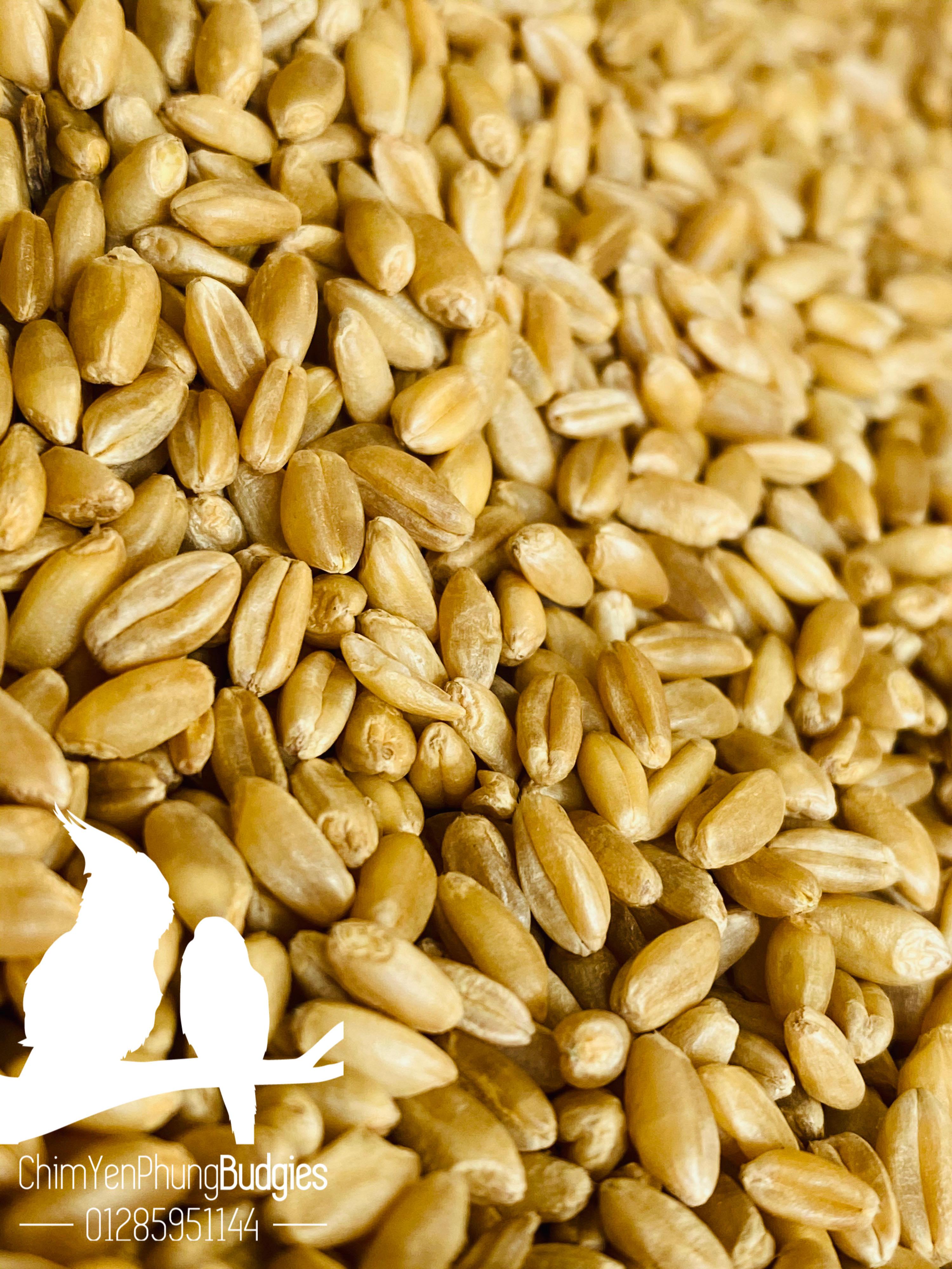 5kg Wheat (Barley) – Feed for Cattle and Poultry