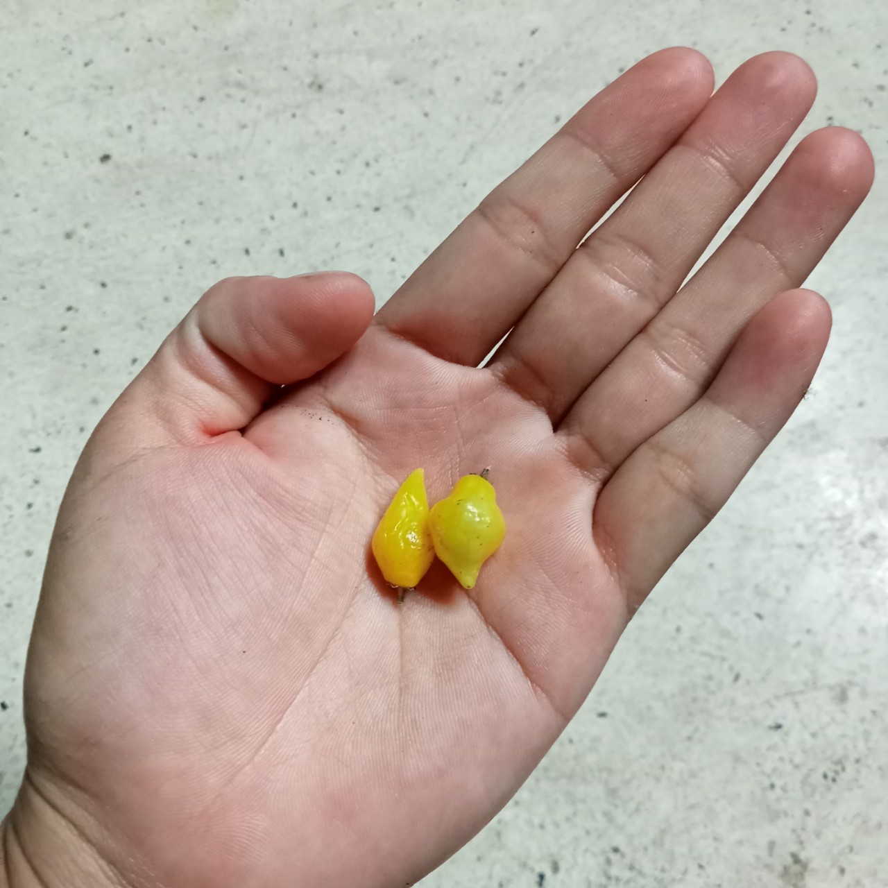 5 Hạt Ớt Biquinho Yellow