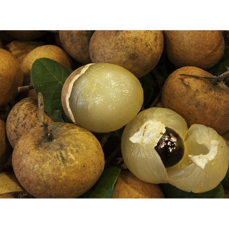 cây nhãn xuồng cơm vàng hạt lép