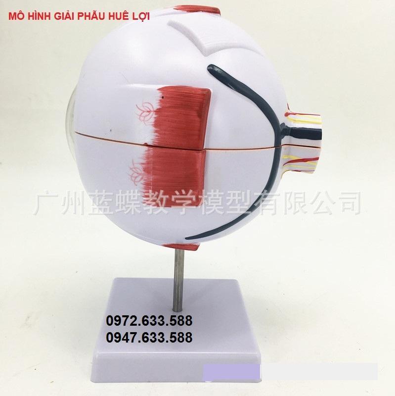Mô hình cấu tạo của mắt tốt nhất