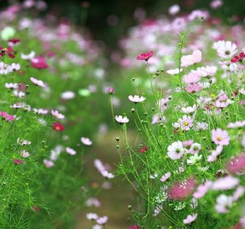 Hạt giống cúc sao nhái nhiều màu - 1 gói 200 hạt