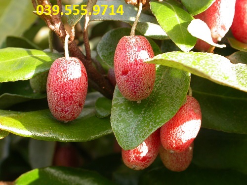 Cây Giống Nhót Ngọt Siêu Quả