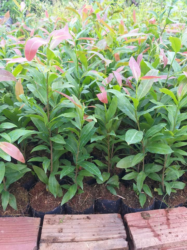 Cây Mai Con Quấn Rễ Trái Bí