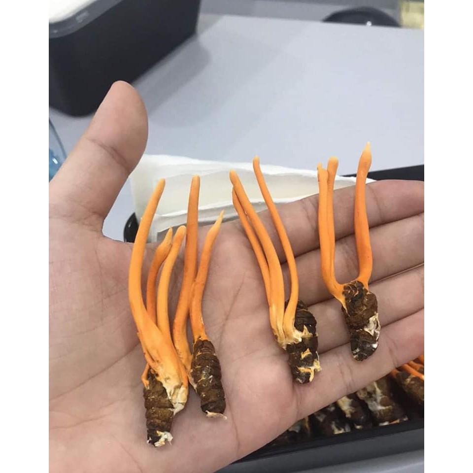 Combo 20 Con Đông Trùng Hạ Thảo Nguyên Con (2g/con)