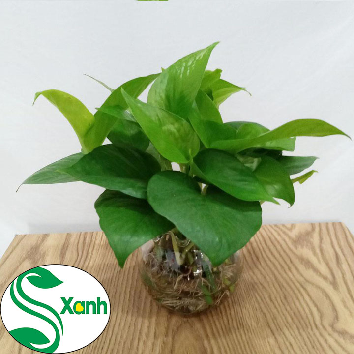 Trầu Bà Thủy Sinh Để Bàn, Cây Cảnh Thủy Sinh