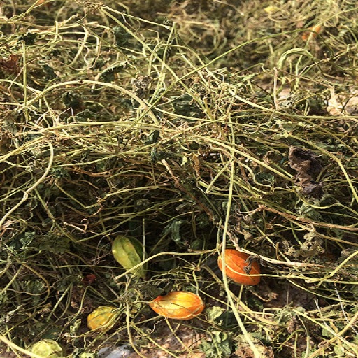 [HOT] Dây cứt quạ khô 1kg - Hàng sạch thơm cao cấp chuyên dùng để sắc nước và pha trà - Tấn Phát