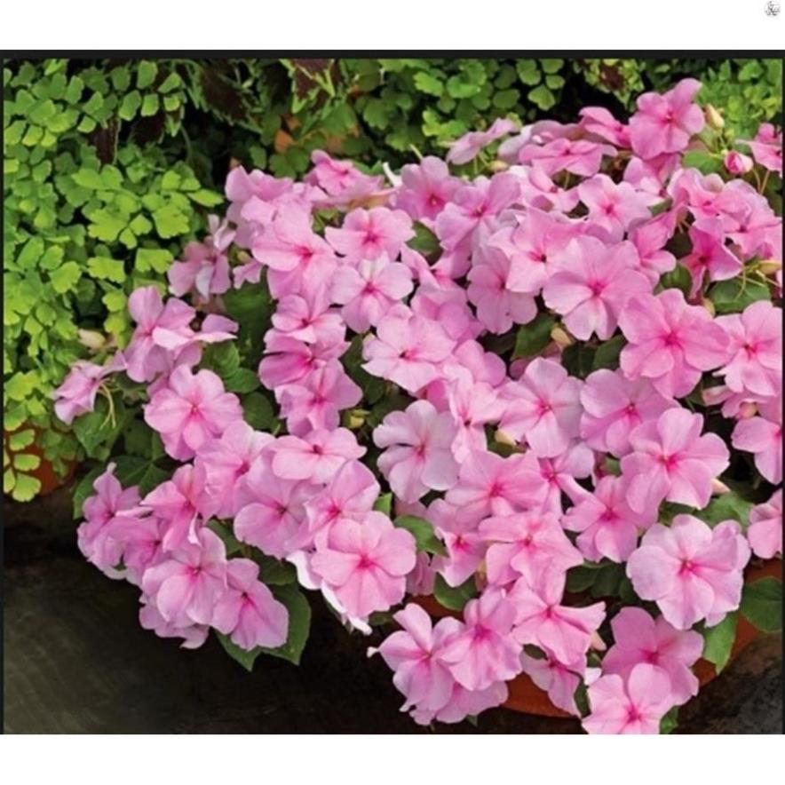 Phân bón lá Miracle-Gro 15-30-15 USA 10gram