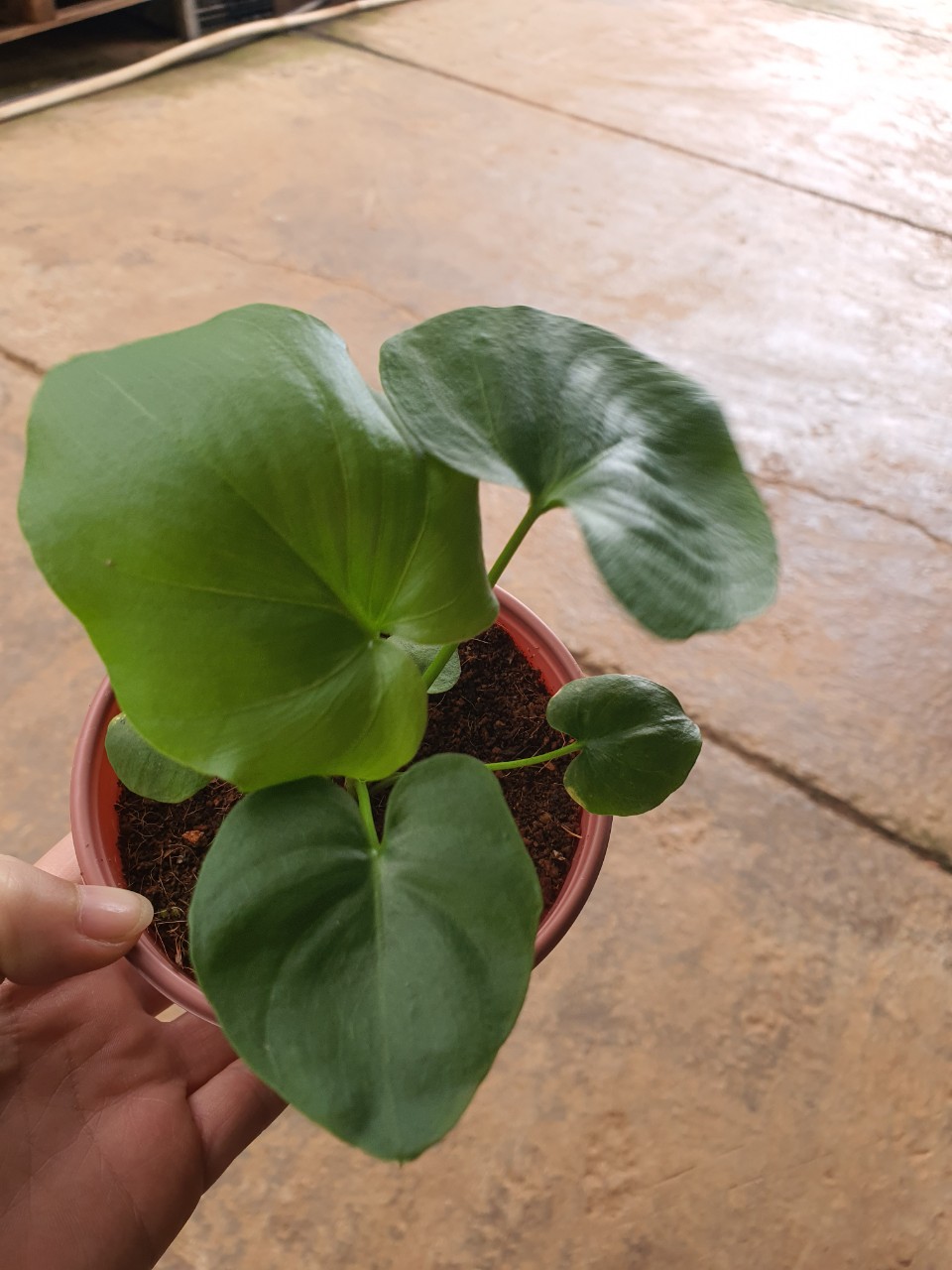 Trầu bà thanh xuân cây con