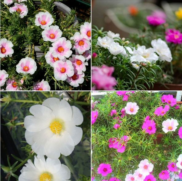 Hạt giống hoa 10h mỹ đơn nhiều màu - 1 gói 200 hạt