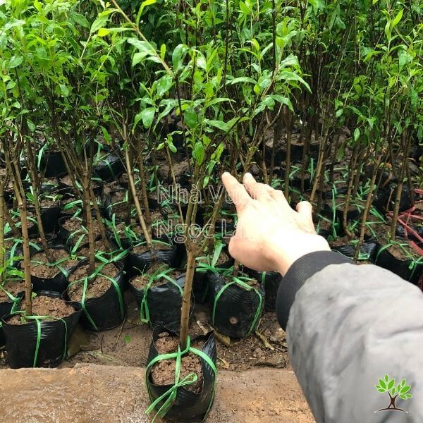 Cây giống lựu đỏ lùn ai cập quả to khổng lồ nặng ~1kg.