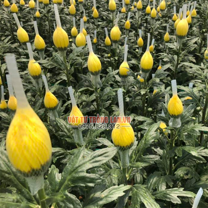 1kg túi lưới cước bao hoa