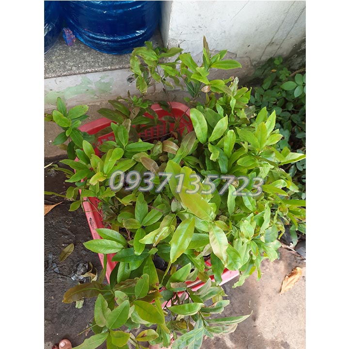 COMBO 5 CÂY MAI VÀNG GIỐNG cao từ 25-35 cm
