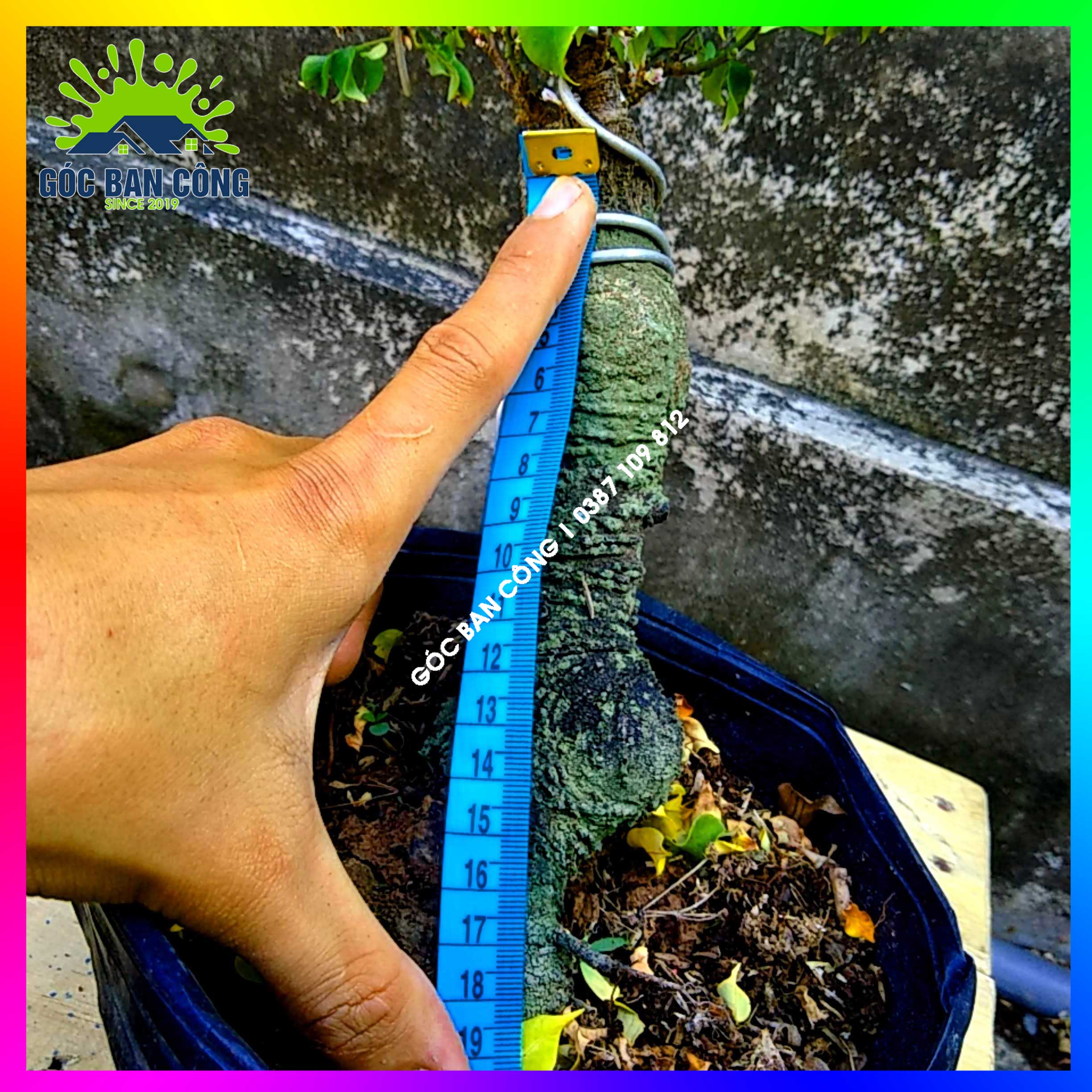 Cây Khế Bonsai Mini Gốc Quái - KBS12