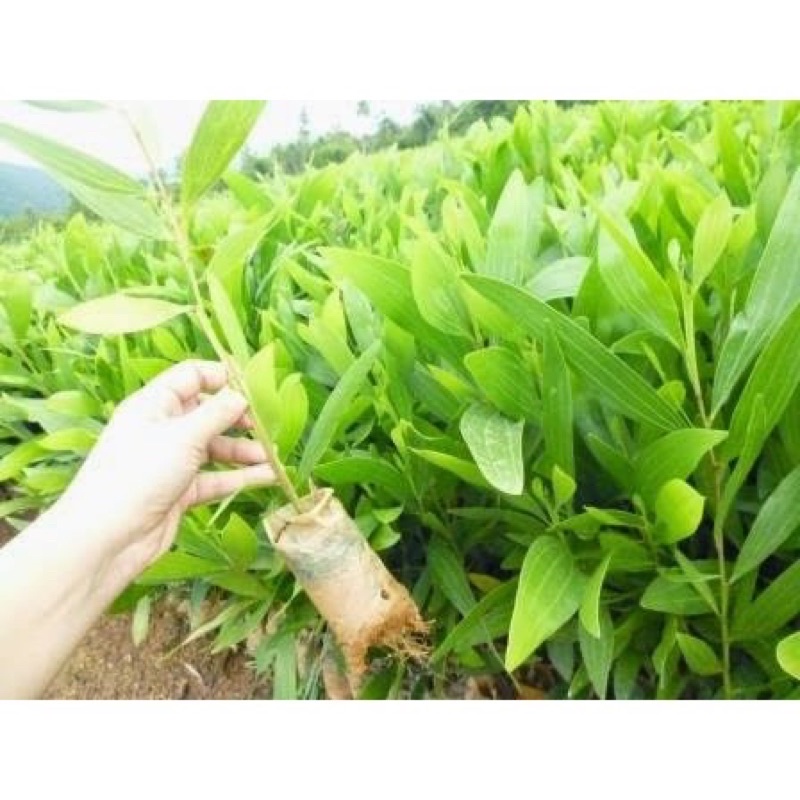 Cây giống keo lá tràm