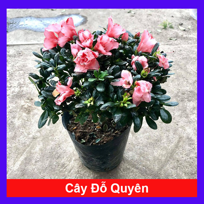 Cây hoa đỗ quyên ( qua tết nên không hoa) - Cây cảnh để bàn