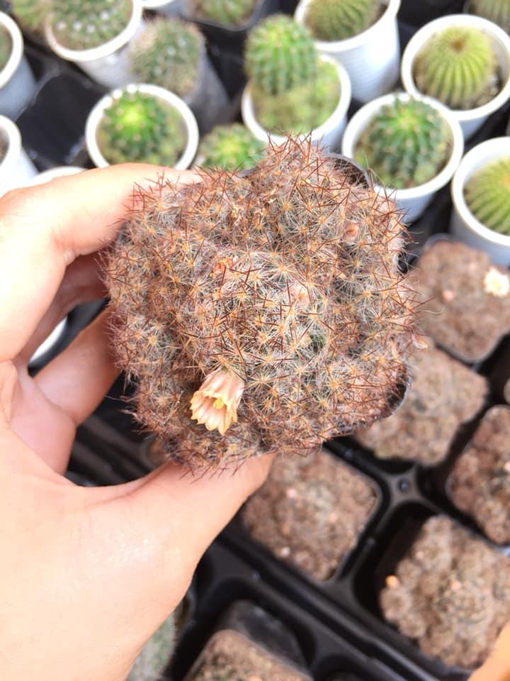 Xương rồng mami lớn
