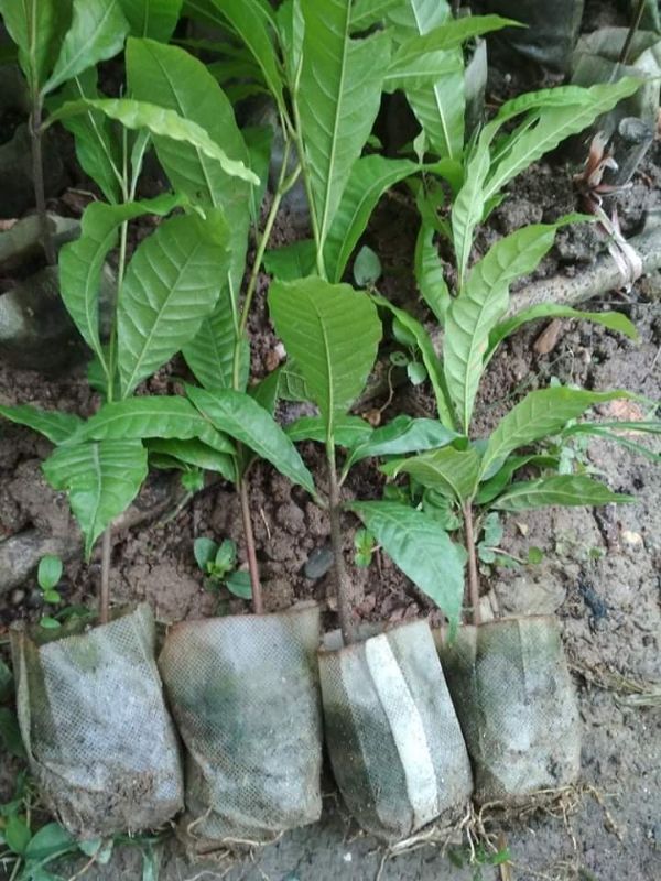 Cây giống vú sữa hoàng kim hàng chuẩn F1