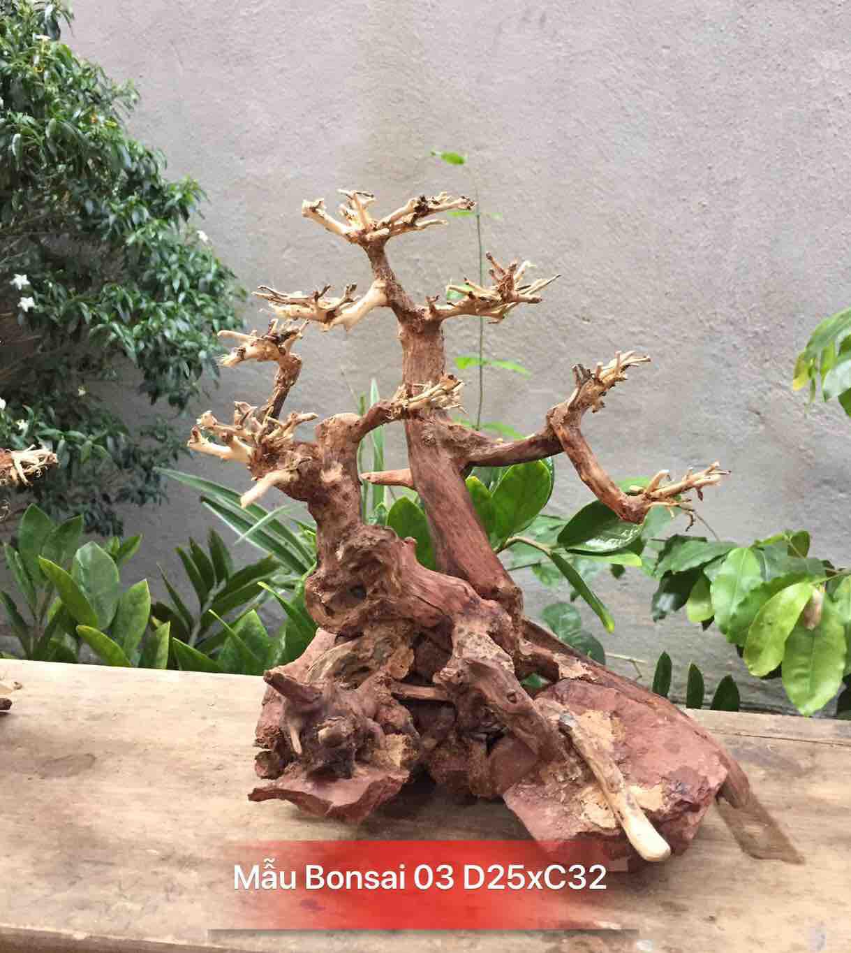 3 mẫu bonsai bỏ hồ cá thuỷ sinh