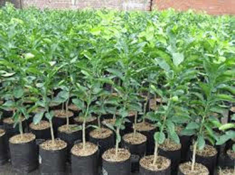 CÂY GIỐNG BƯỞI DA XANH