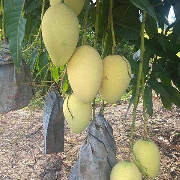 Xoài Cát Hòa Lộc, cây giống chuẩn F1