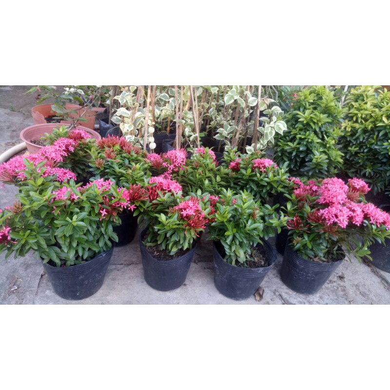 Cây hoa trang hồng tím sen ( hồng đậm)
