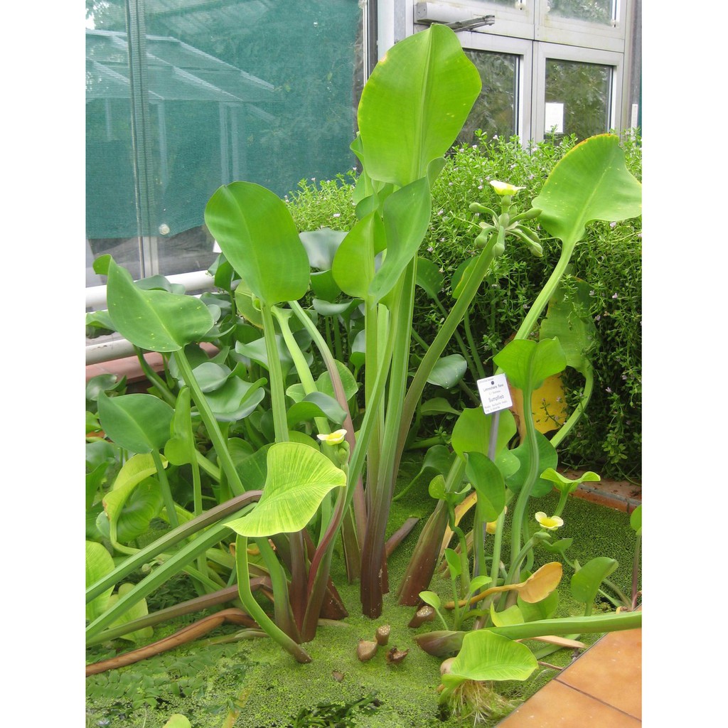 Cây kèo nèo - Cây thủy sinh (1 cây giống khoảng 20 - 30 cm)