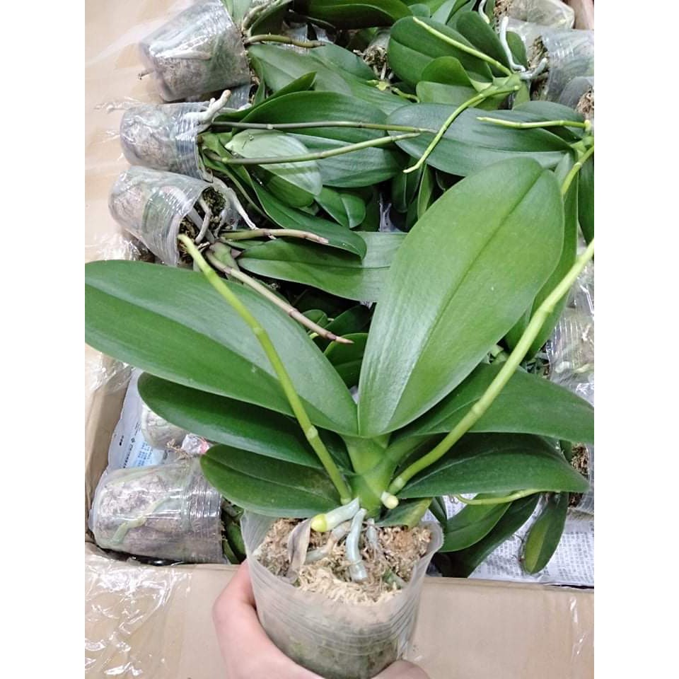 { SALE MANH } combo 5 cây Lan hồ điệp 2 ngồng nụ đủ màu