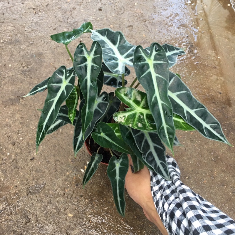 Cây Môn Quan Âm (Cây Môn Tím) Để Bàn [Sản Phẩm Như Hình]