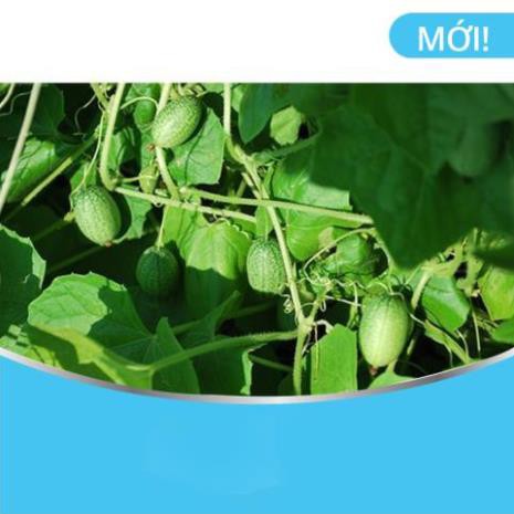 Hạt Giống Dưa Hấu Mini (Đài Loan)
