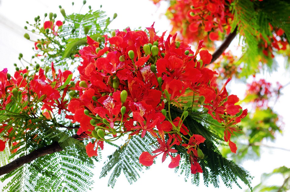 CÂY GIỐNG CÂY HOA PHƯỢNG ĐỎ ( HOA PHƯỢNG VỸ ĐỎ) SIÊU ĐẸP