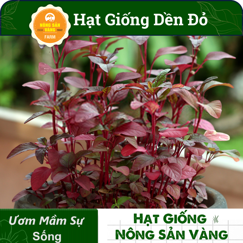Hạt giống Rau Dền Đỏ, Tỉ Lệ Nảy Mầm Cao, Sinh Trưởng Và Phát Triển Khỏe, Năng Suất Cao (Gói 20 Gram) - Nông Sản Vàng