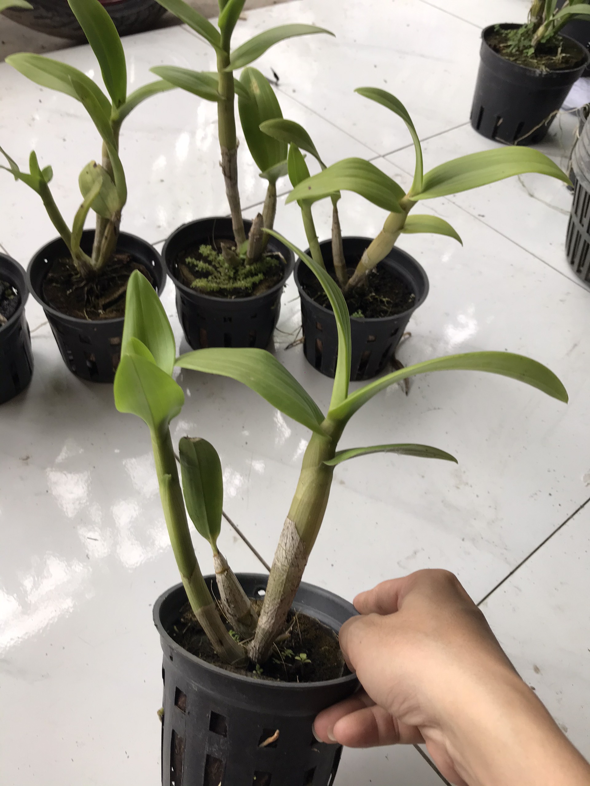 Den lai catt nữ hoàng