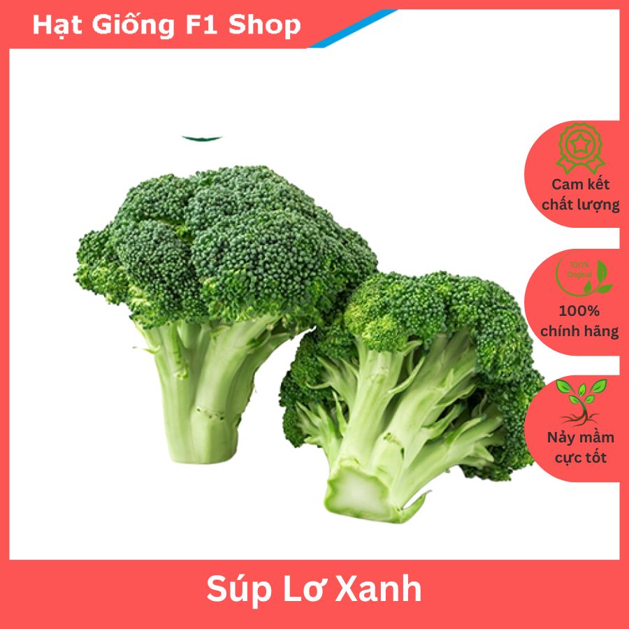 Hạt Giống Bông Cải Xanh (Súp Lơ Xanh) Bông To Chắc