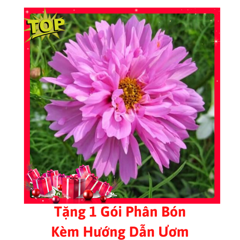 Gói Hạt Giống Hoa Sao Nháy Kép - Tặng Phân Bón