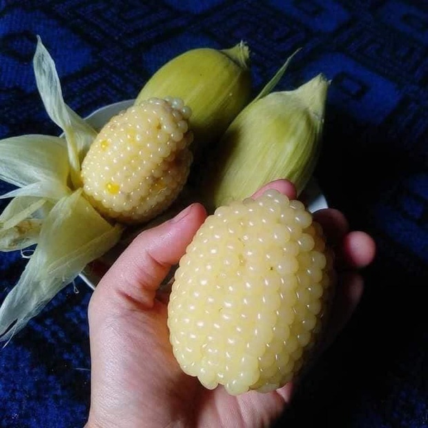 Hạt giống bắp nếp nù ,ngô nếp nù(100gr)