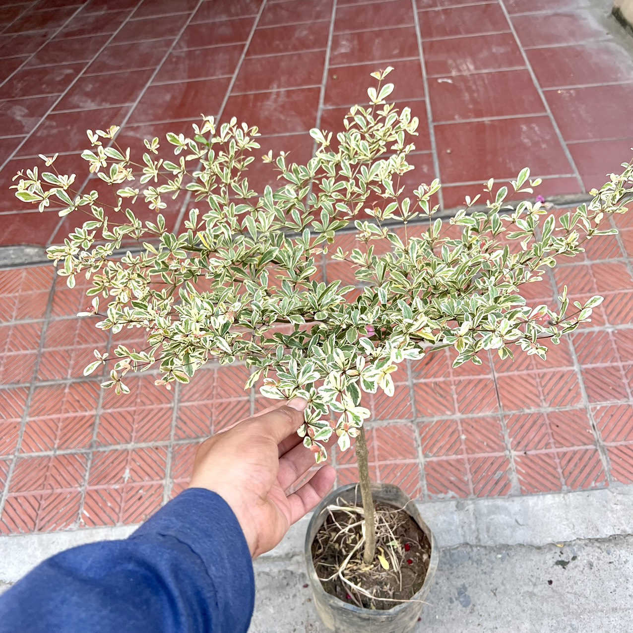 Cây bàng cẩm thạch nhật cao 1m lá quanh năm không rụng