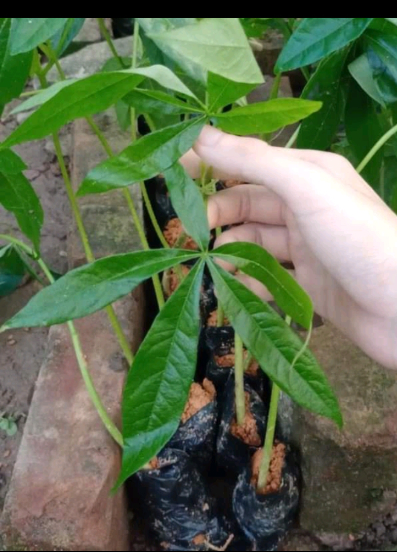 500gram hạt giống mủ trôm