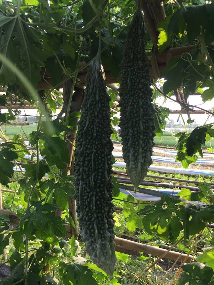 Hạt Giống Khổ Qua Rừng Trái Dài 5 Hạt