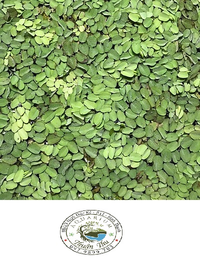 Bèo tai chuột