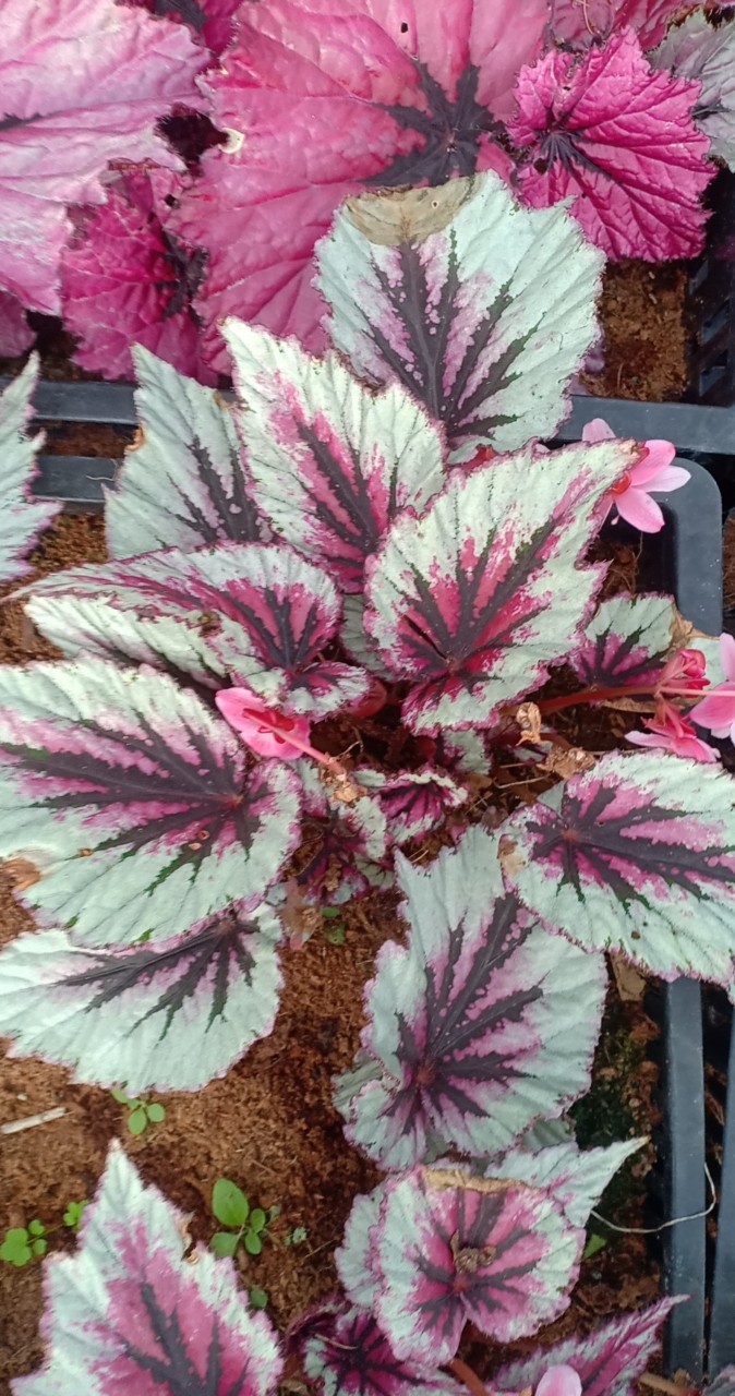 Thu Hải Đường -  Begonia 10 màu sắc