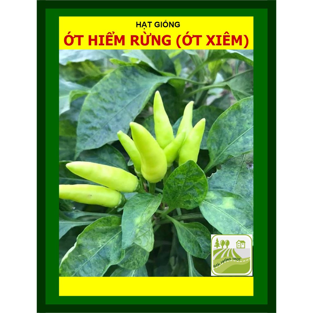 Hạt Giống Ớt Xiêm Ớt Hiểm Rừng