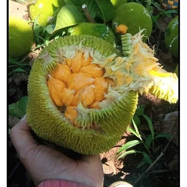 CÂY GIỐNG MÍIT SIÊU NGỌT ẤN ĐỘ