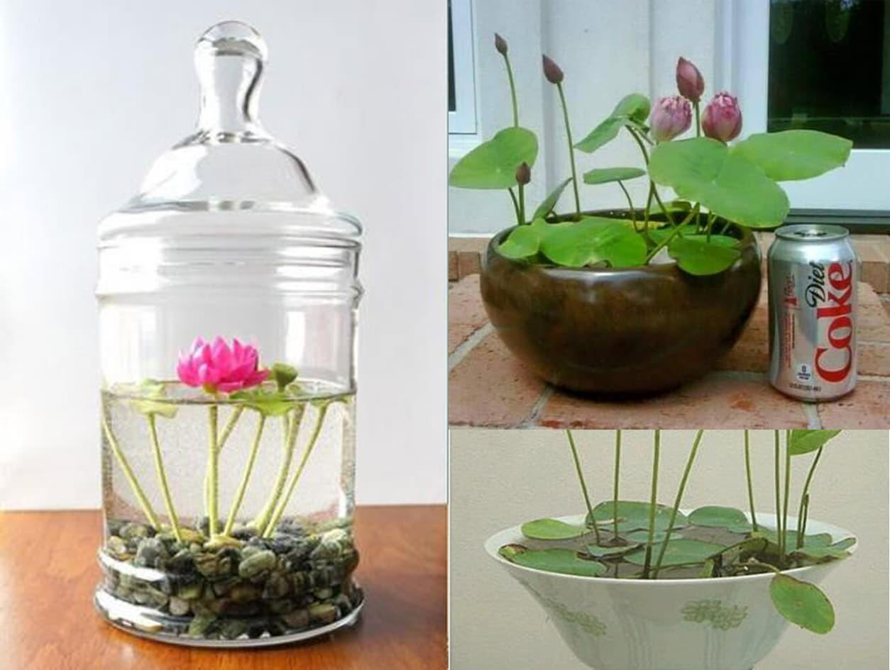 [HCM]Combo bộ hạt giống sen mini nhật + tặng 2 hạt