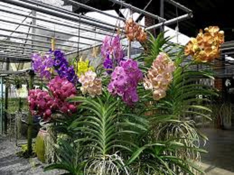 cây giống lan vanda, hàng nhập thái lan, đủ màu