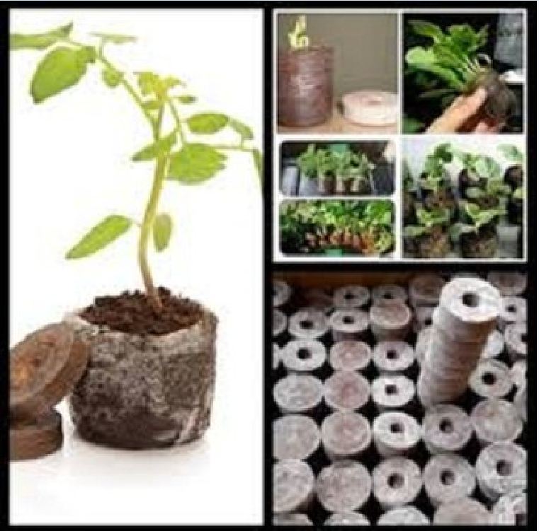 Bộ 50 viên nén ươm hạt