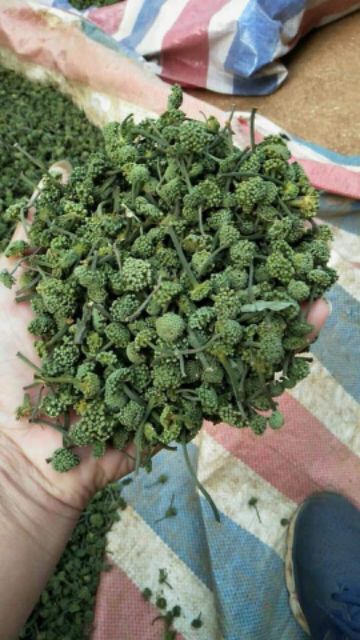 Nụ Hoa Tam Thất 500gr (Nụ Bao Tử)