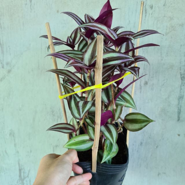 Cây giống thài lài tía - thài lài tím cây trai đỏ cây trai tím - Tradescantia pallida - CayGiongTot