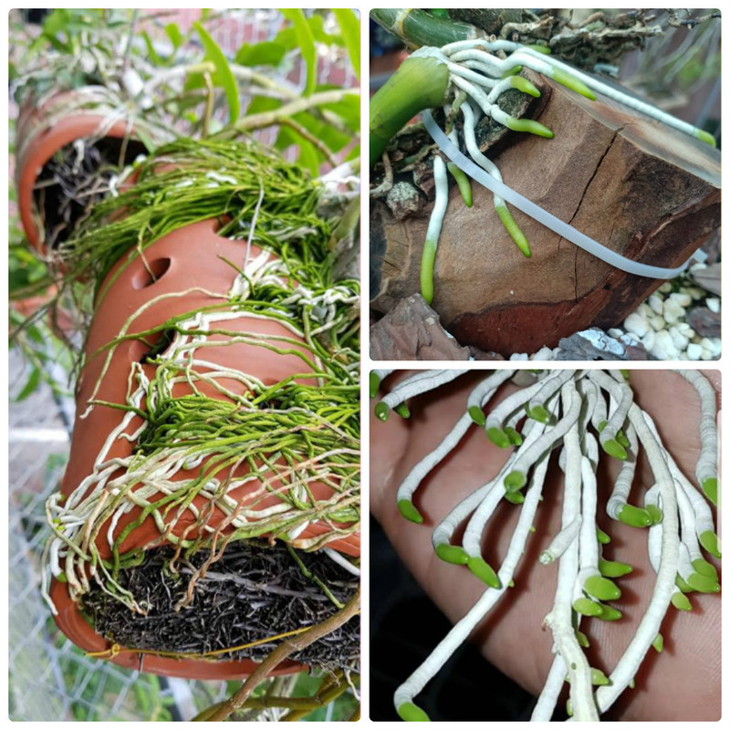 Phân Bón Dành Cho Lan