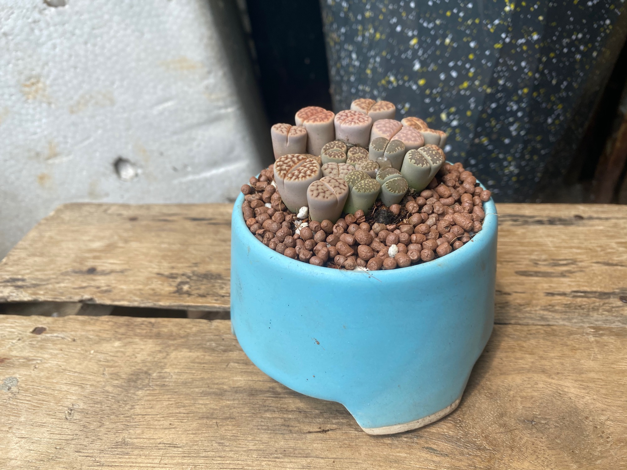 [HCM]SEN MÔNG LITHOPS - TẶNG CHẬU SỨ