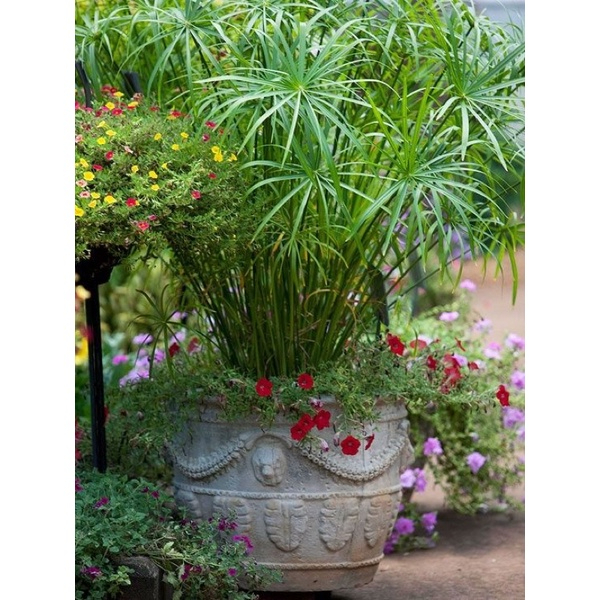 Cây thuỷ trúc trồng thuỷ sinh được